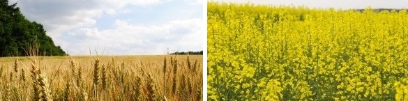 ЕТ СВЕТЛИН ИЛЧОВСКИ